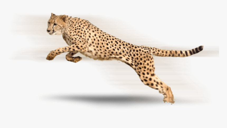 Transparent Background Cheetah Png, Png Download