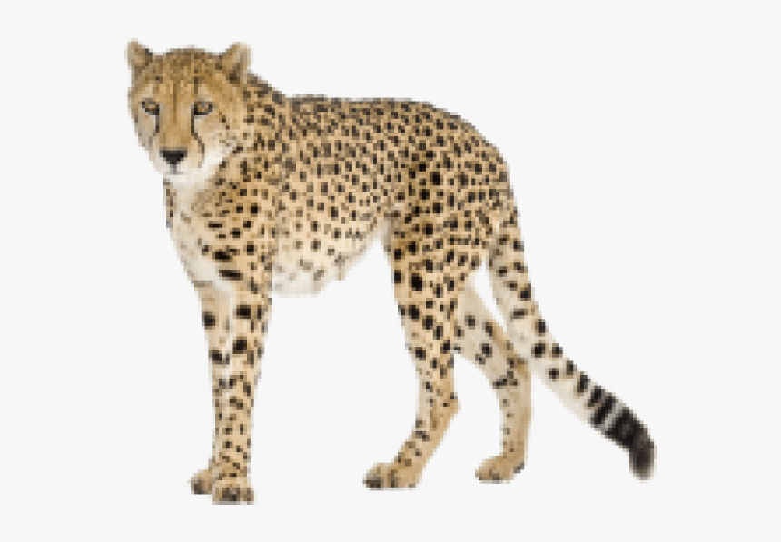 Free Png Images - Cheetah Png, Transparent Png