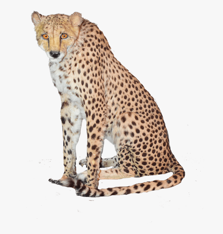 Sitting Cheetah Png High-quality Image - High Resolution Cheetah Png, Transparent Png