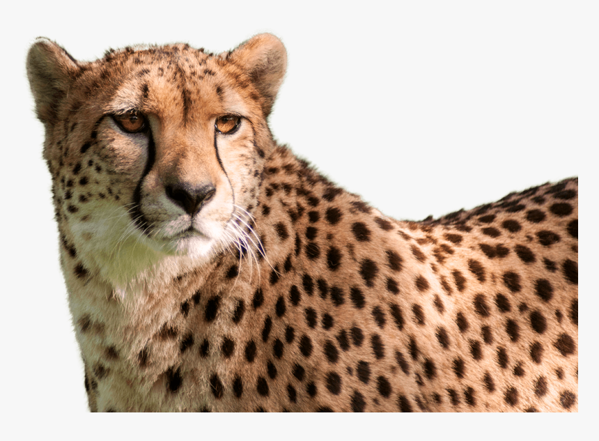 Cheetah Png High-quality Image - Cheetah Head Transparent Background, Png Download