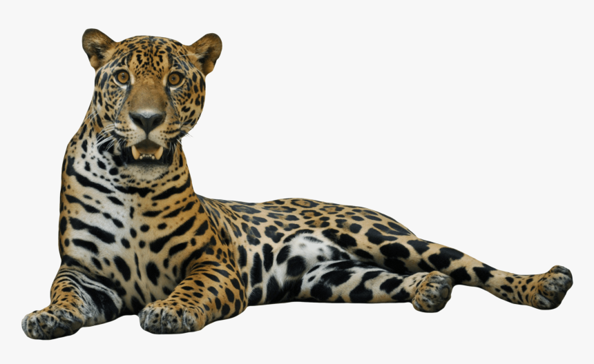 Cheetah Png File - Jaguar Png, Transparent Png
