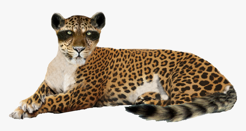 Cheetah Png Images Download - Png Leopard, Transparent Png