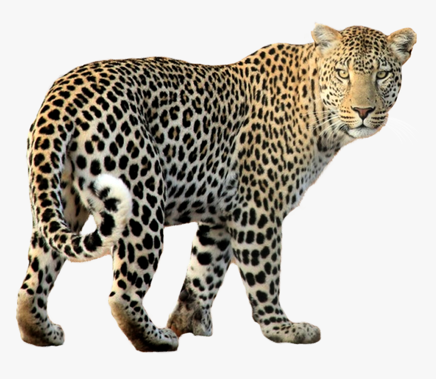 Leopard Walking Png Image - Leopard Png, Transparent Png