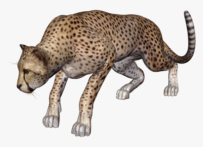Cheetah, HD Png Download