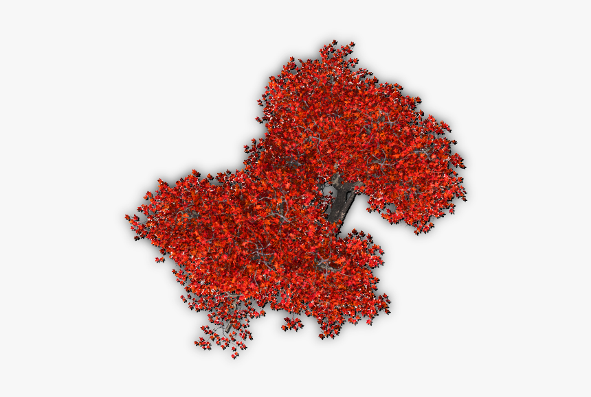 Plant,leaf,flowering Plant,shrub,ilex Verticillataamerican - Red Tree Top View Png, Transparent Png