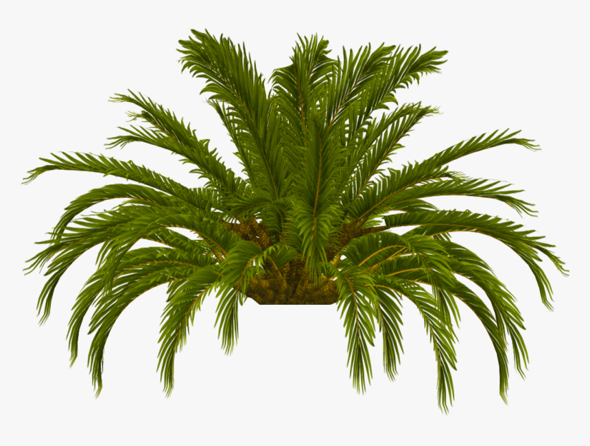 Palm Tree Top Photo Tru Palm Tree Top - Date Palm, HD Png Download