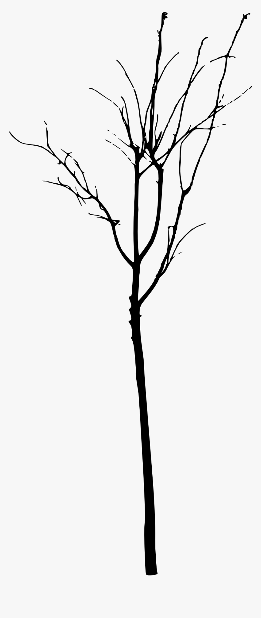 Simple Bare Tree Png - Twig, Transparent Png