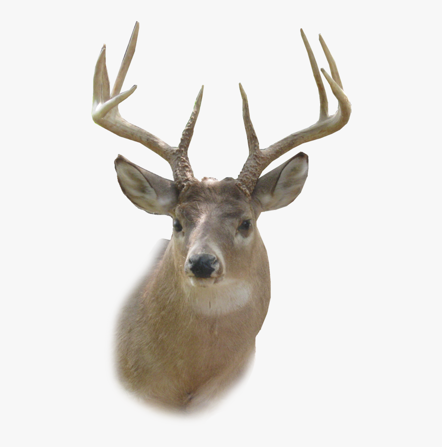 Deer Head Png Hd - Deer Head Png, Transparent Png