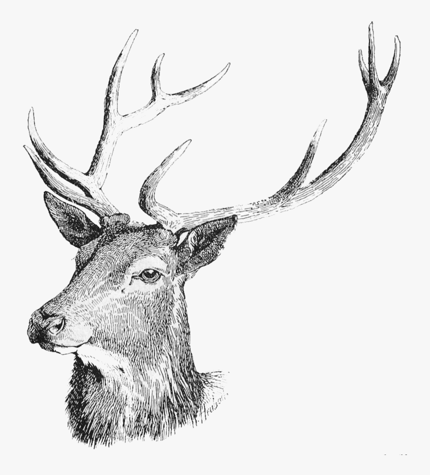 Deer Head Png Free Download - Deer Head Deer Transparent Background, Png Download