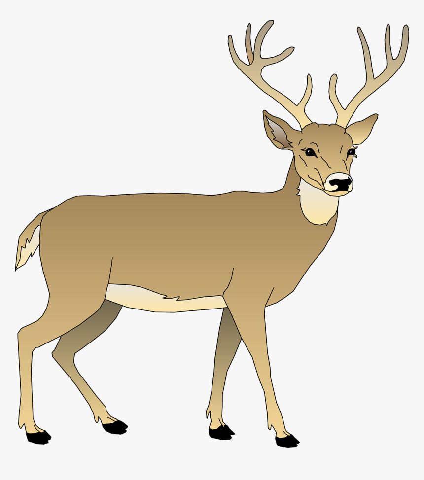 Free Image On Pixabay - White Tailed Deer Clipart, HD Png Download