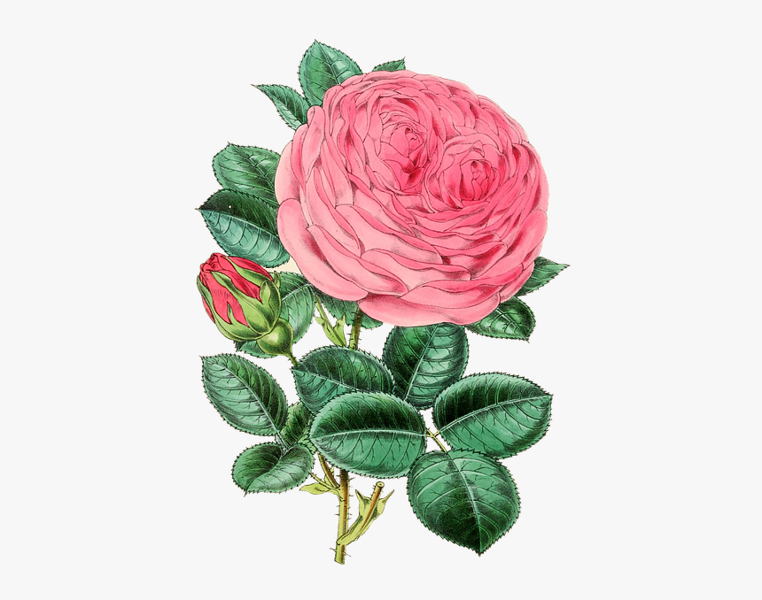 God Shiva Parvati Png - Rose Illustration Vintage Png, Transparent Png