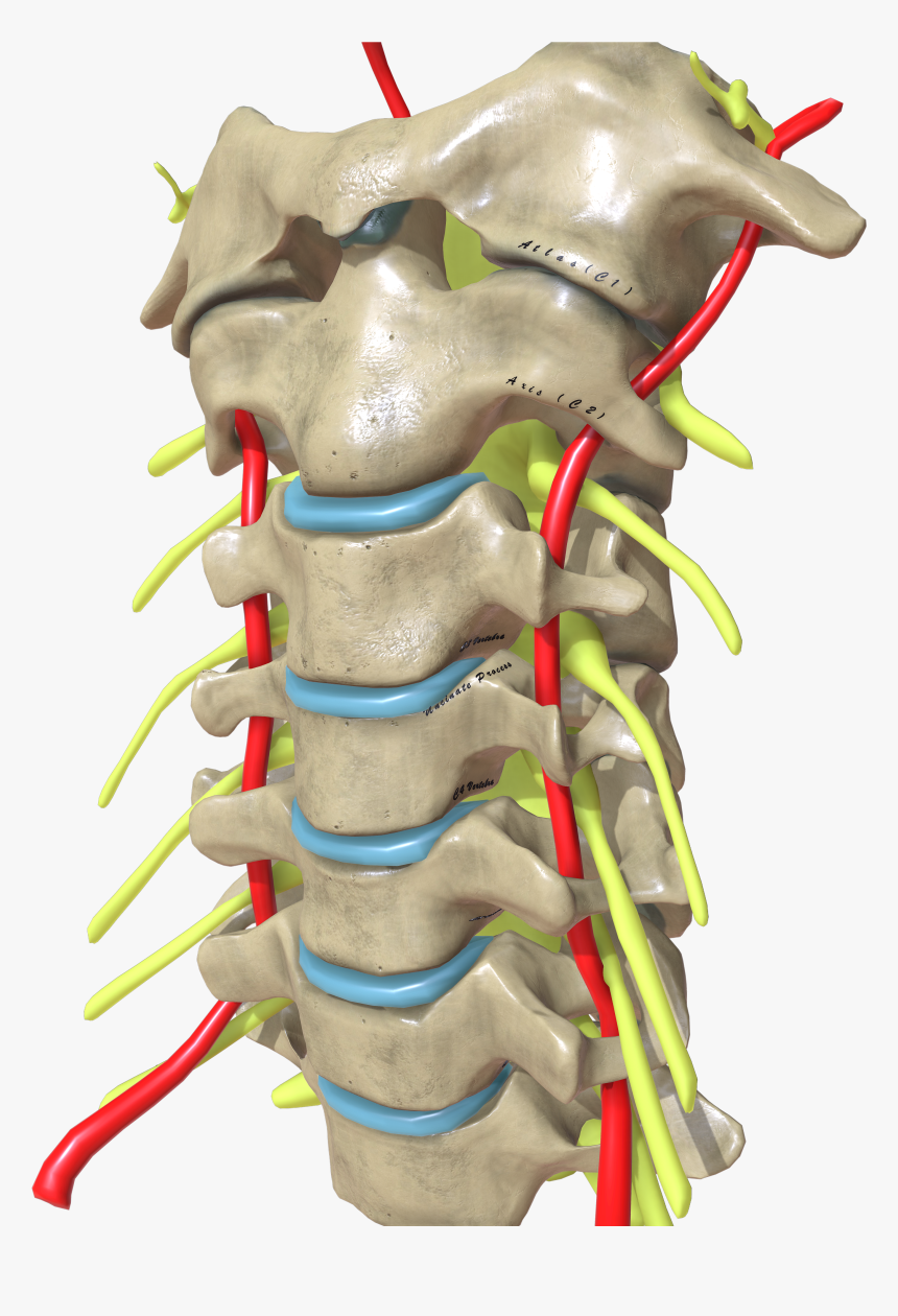 Cervical Spine Oblique View, HD Png Download