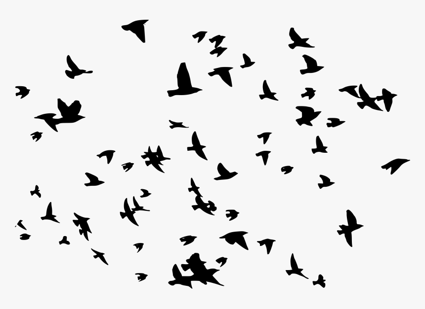 Png Birds, Transparent Png