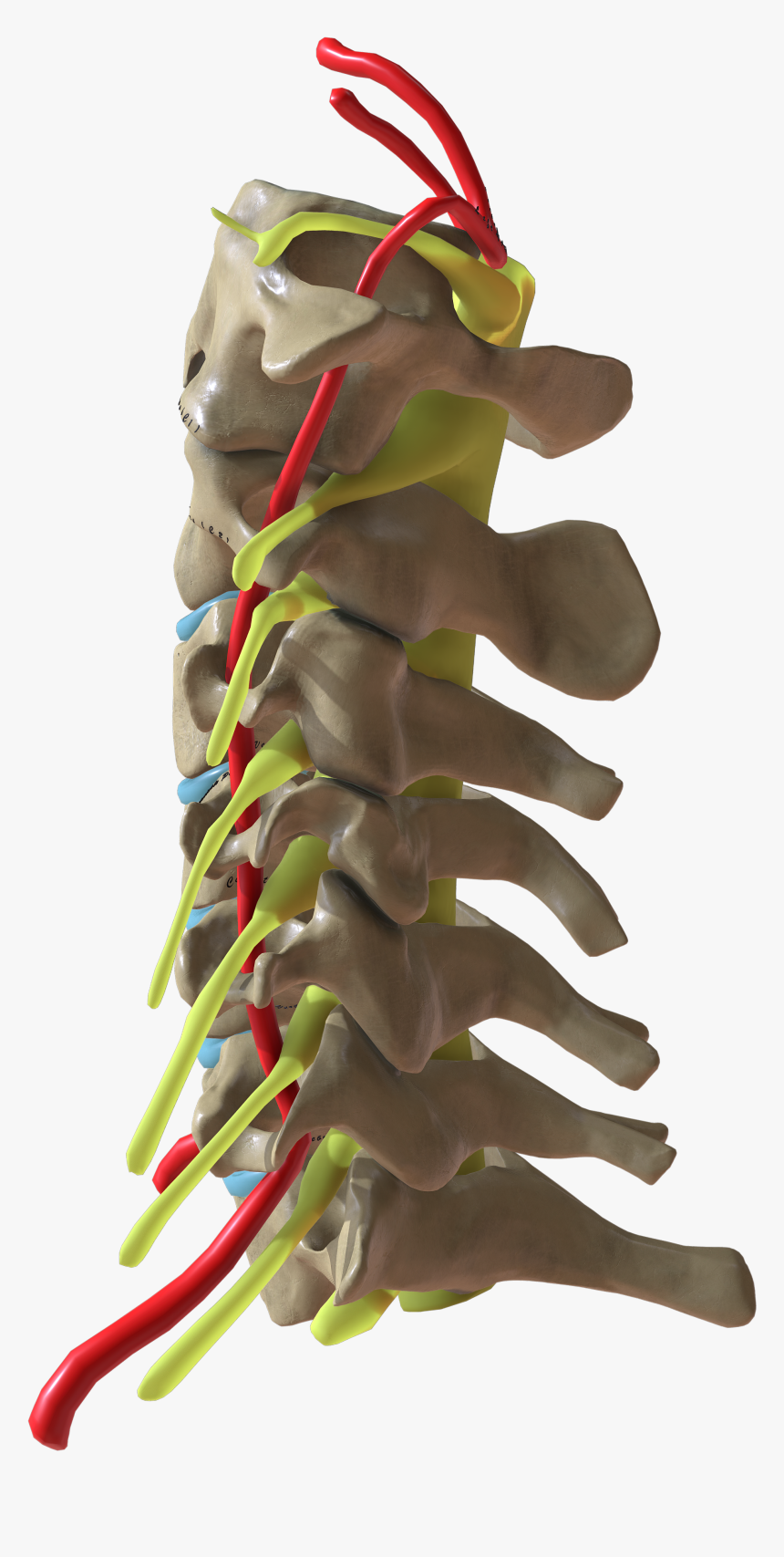 Cervical Spine Side View - Toy, HD Png Download