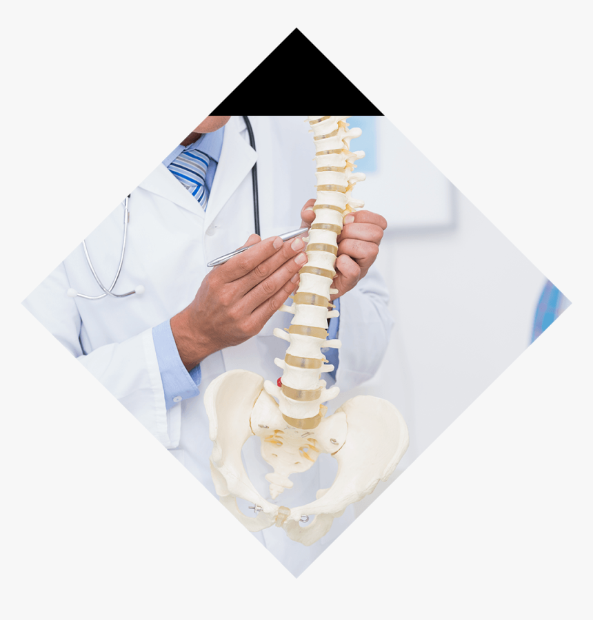 Back & Spine Conditions Background Image - Doctor With Spine, HD Png Download