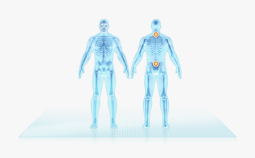 Spine - Skeleton, HD Png Download