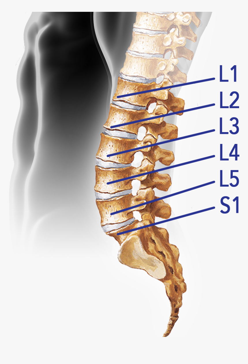 Vertebral Column , Png Download - Vertebral Column Png, Transparent Png
