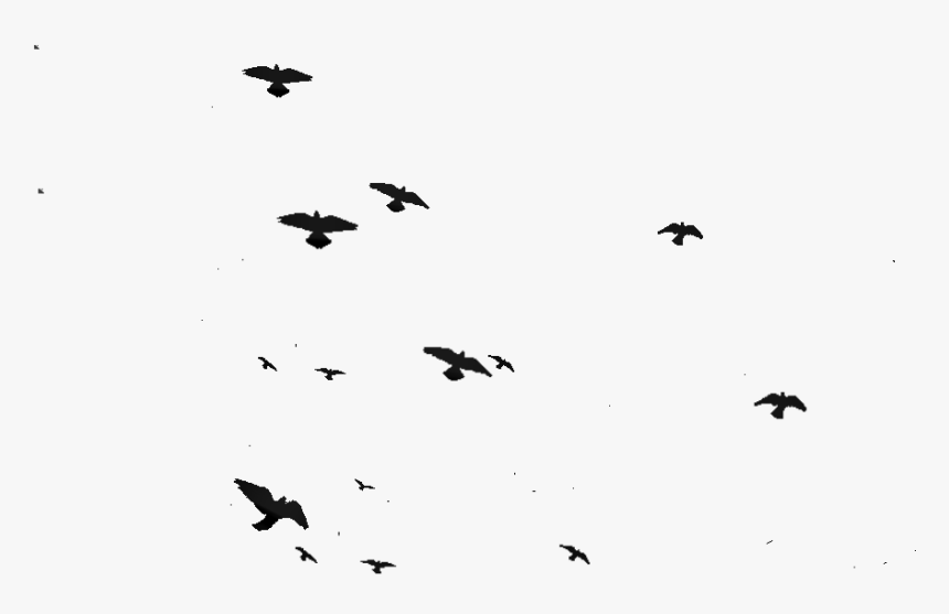 Transparent Flock Of Birds Silhouette Png - Flock, Png Download