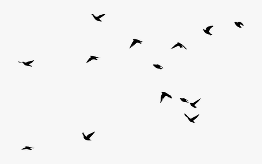 Transparent Animal Silhouette Png - Silhouette Birds In The Sky, Png Download