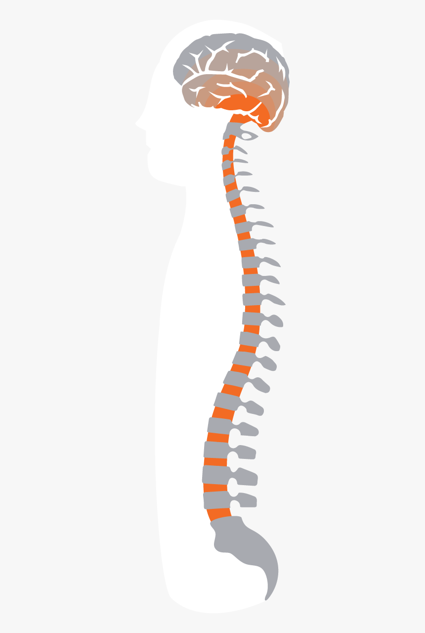 Shadow, HD Png Download