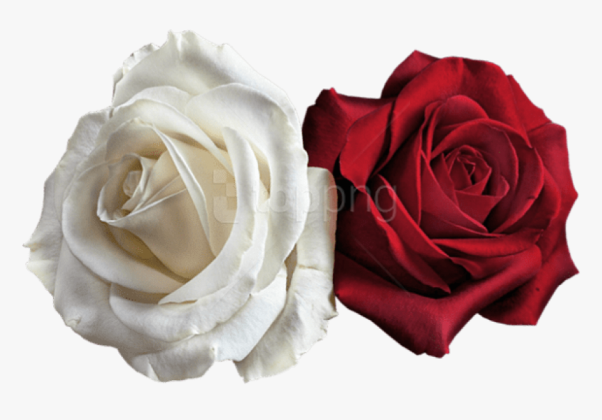 Red Rose On Transparent, HD Png Download