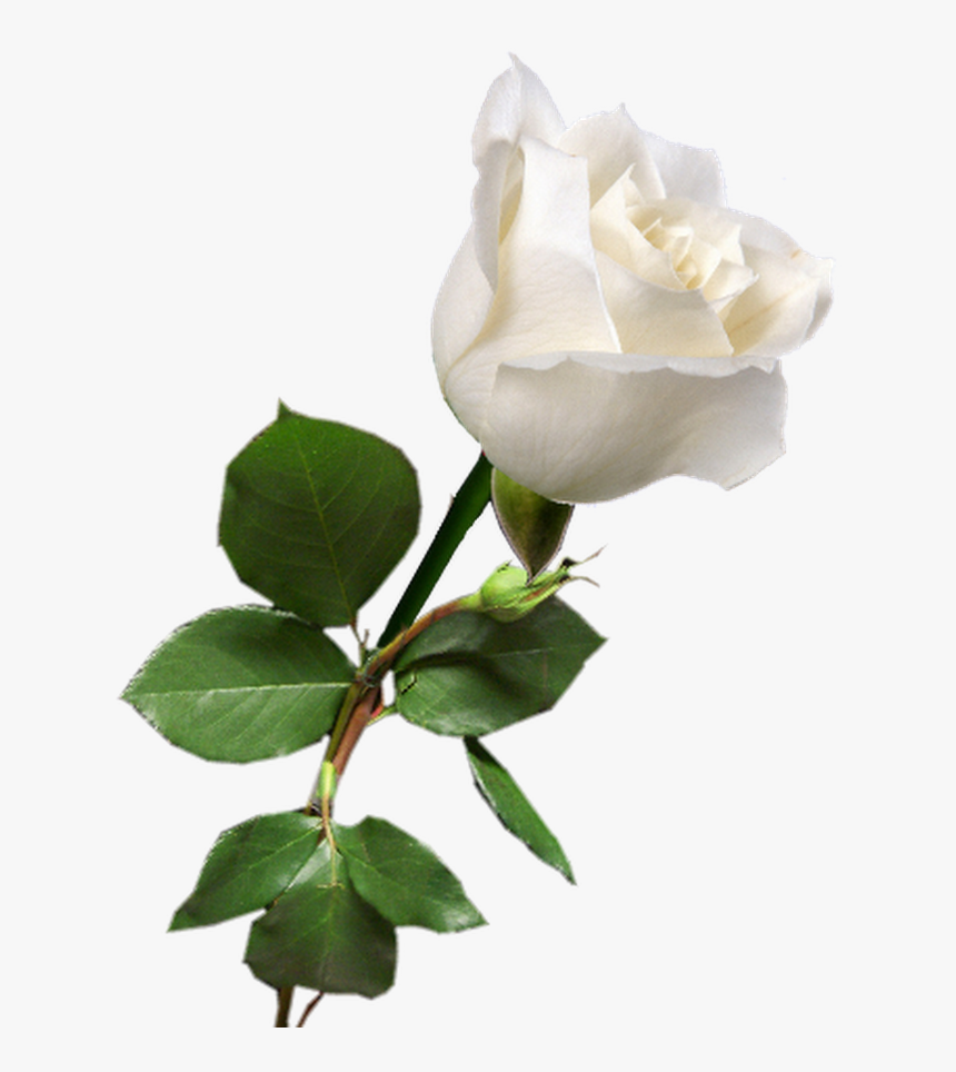 Rosa Blanca White Rose Png, White Roses, Red Roses, - Transparent Single White Rose, Png Download