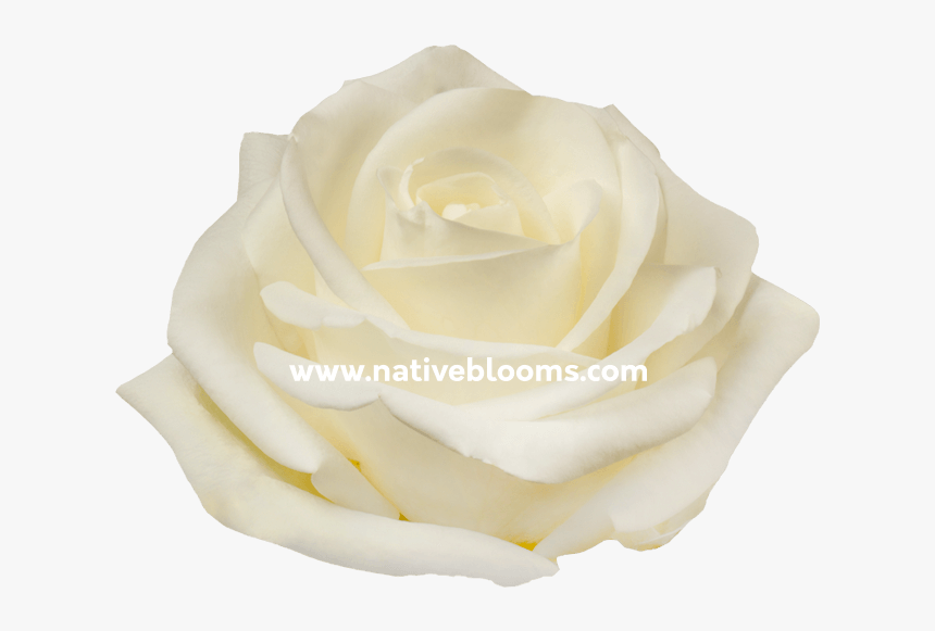 Image - Floribunda, HD Png Download