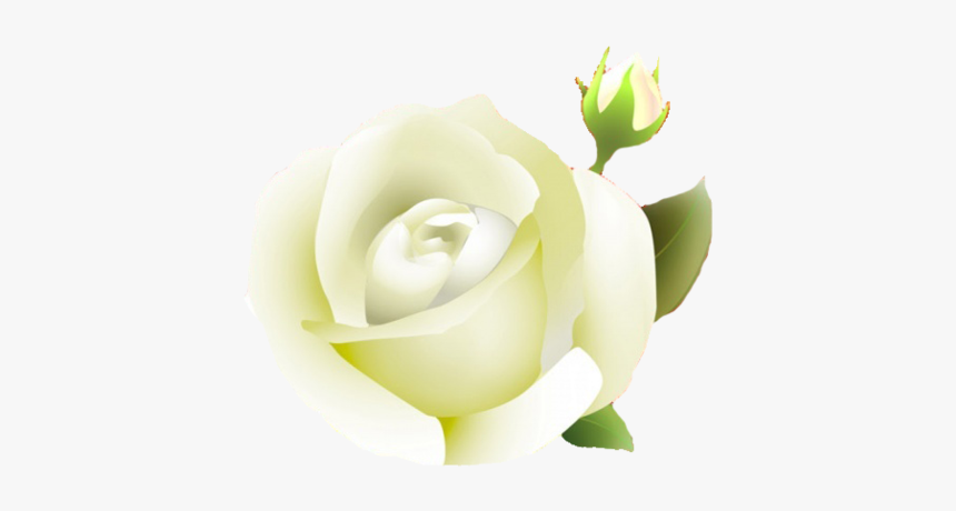 White Rose Png Clipart - Portable Network Graphics, Transparent Png