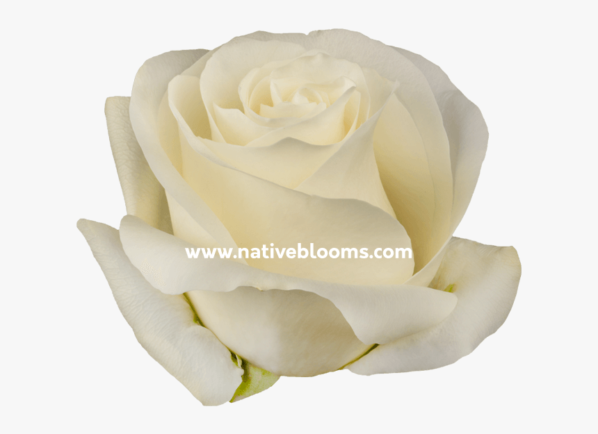 Image - Floribunda, HD Png Download