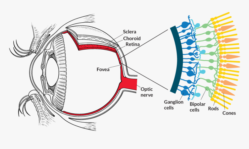 Optogenetics - Melanopsin In Eye, HD Png Download
