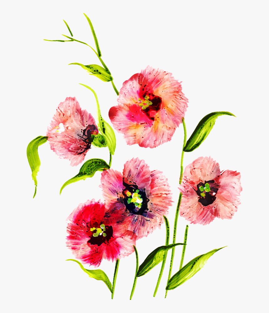 Sweet William, HD Png Download
