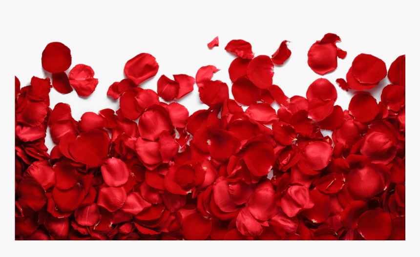 Wedding Invitation Watercolor Painting Wreath Flower - Rose Petals Transparent Png, Png Download