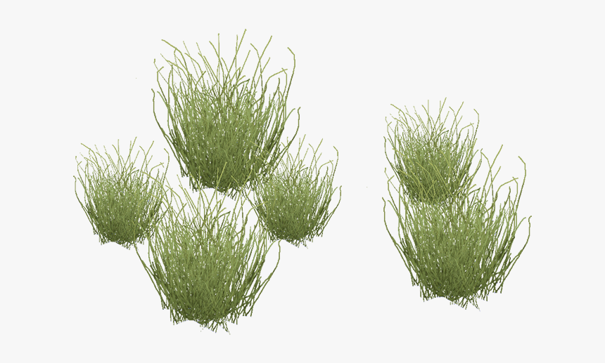 Desertgrass - Desert Plants Clipart, HD Png Download