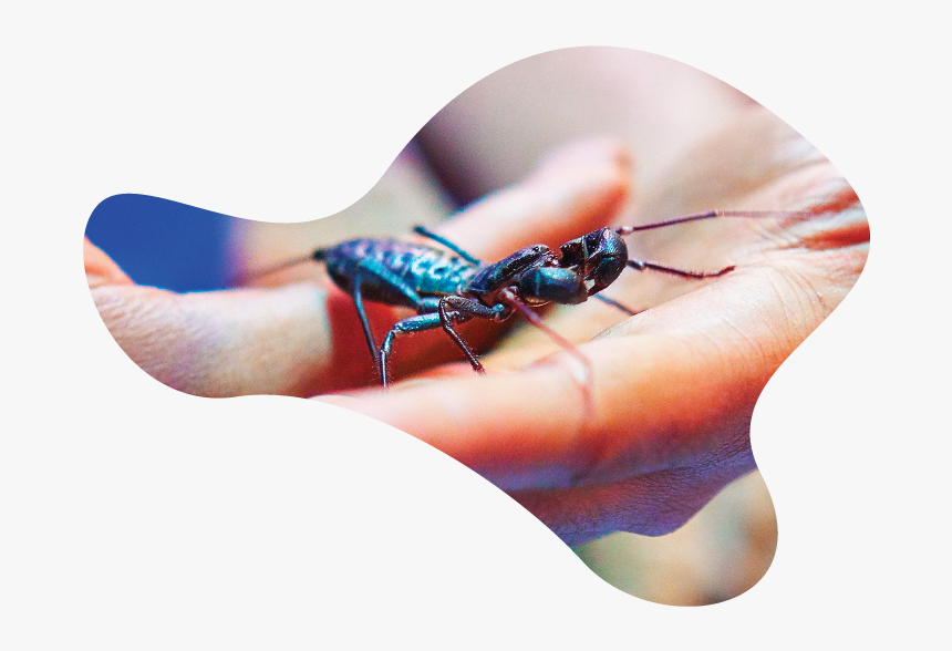 Damselfly, HD Png Download