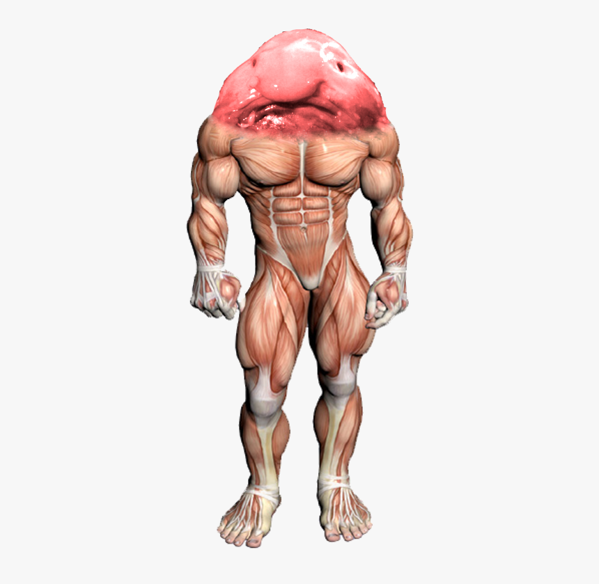 Surreal Memes Wiki - Bench Press Muscles, HD Png Download