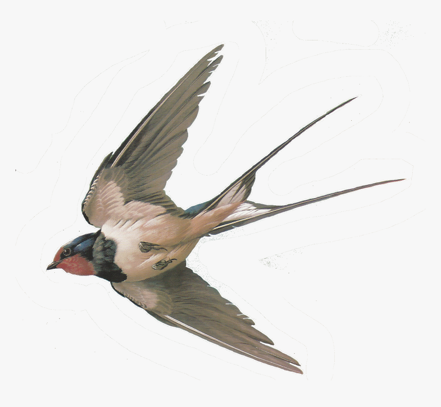 Swallow Png - Swallow Bird Transparent Background, Png Download