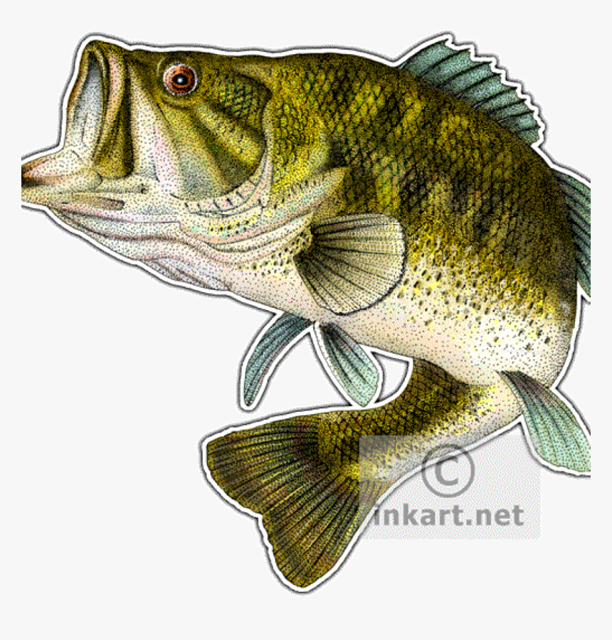 Transparent Gone Fishing Clipart - Bass Fish Png, Png Download