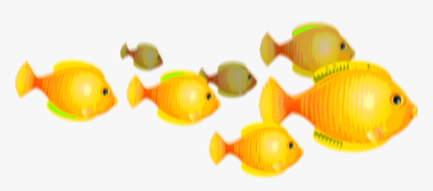 Coral Reef Fish, HD Png Download