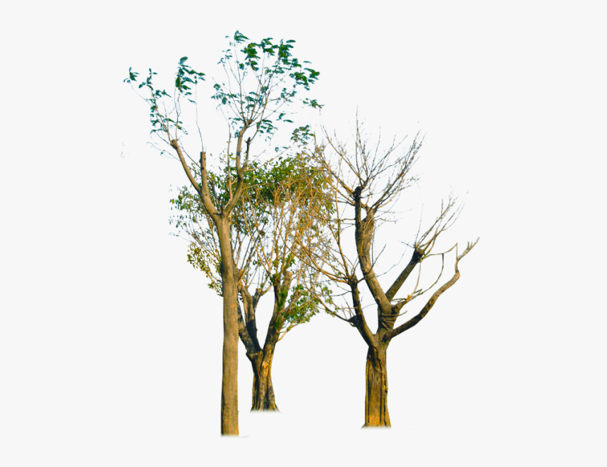 Tree,branch,plant,woody Plant,botany,plant Stem,flower,plane,twig - Silhouette, HD Png Download