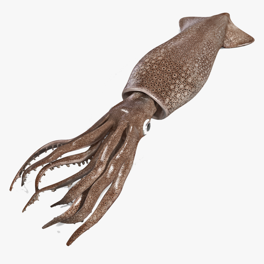 Squid Png Free Background - Squid Png, Transparent Png