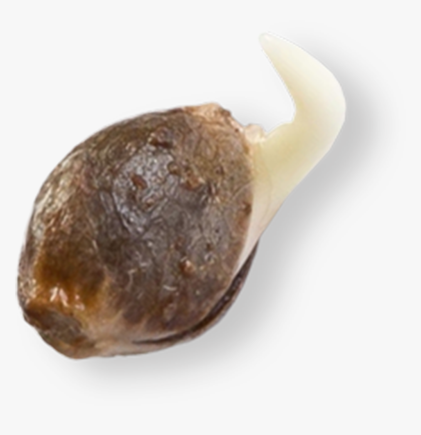 Vegetable, HD Png Download