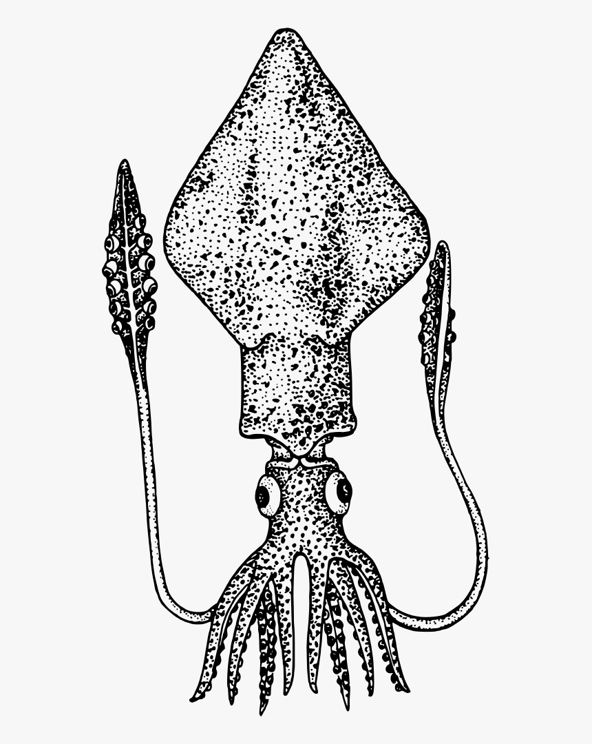Squid - Colossal Squid Clipart, HD Png Download