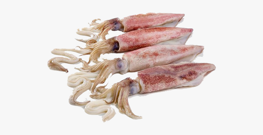 Squid Png Free Download - Fresh Squids, Transparent Png