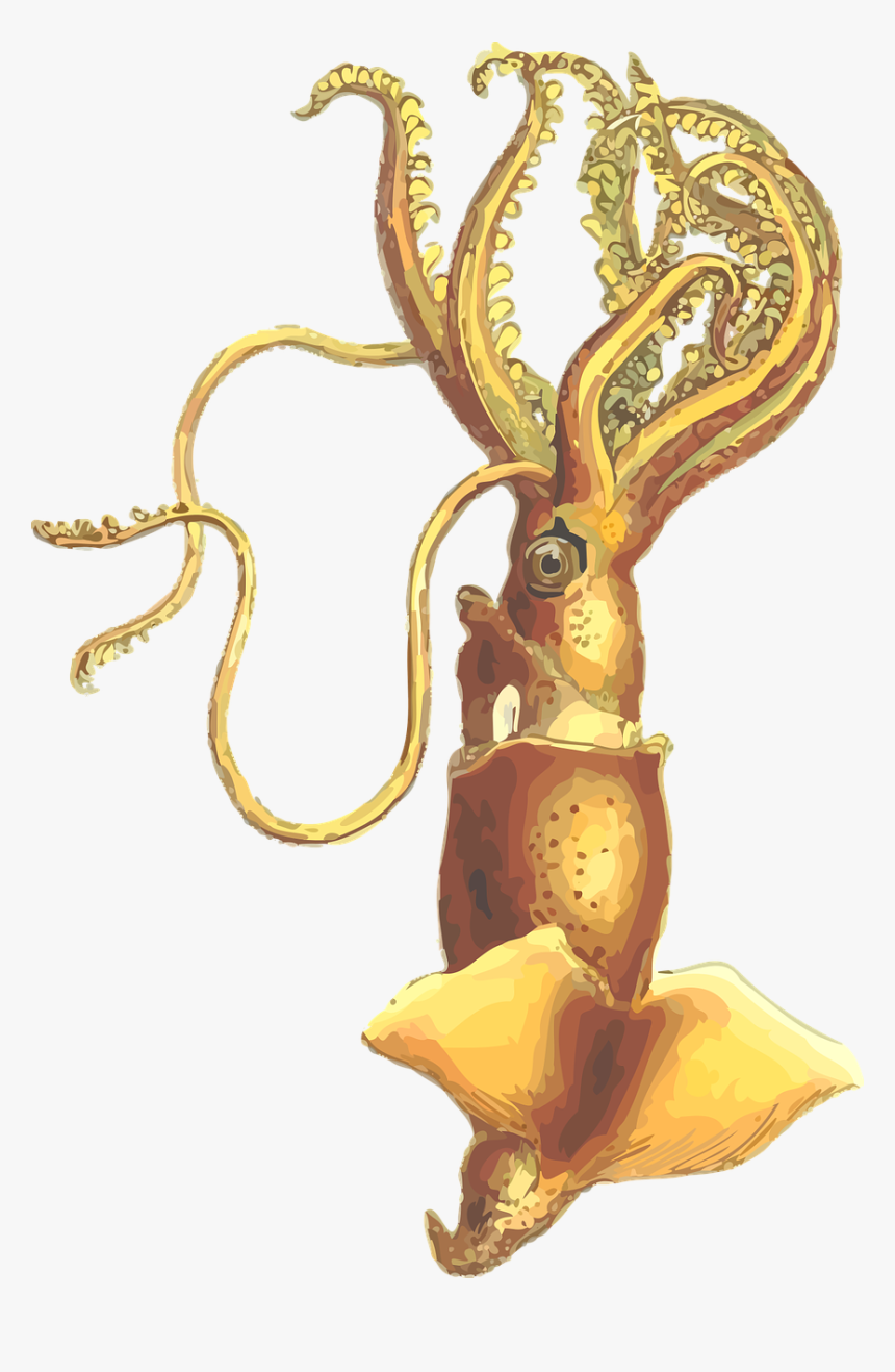 Squid - Roznica Miedzy Kalamarnica A Osmiornica, HD Png Download