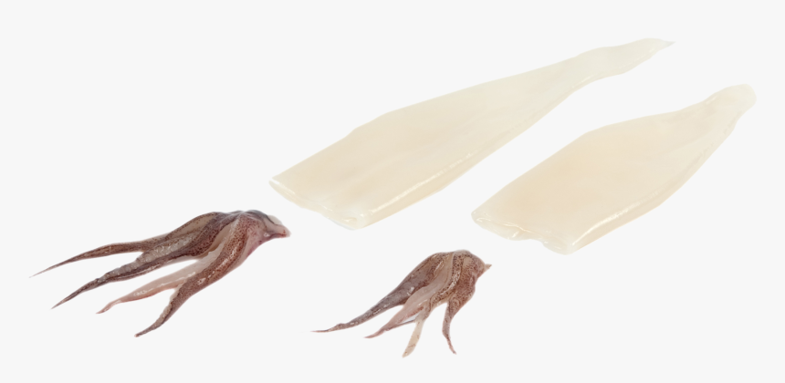 Tentacles Squid Tubes Cleaned, HD Png Download