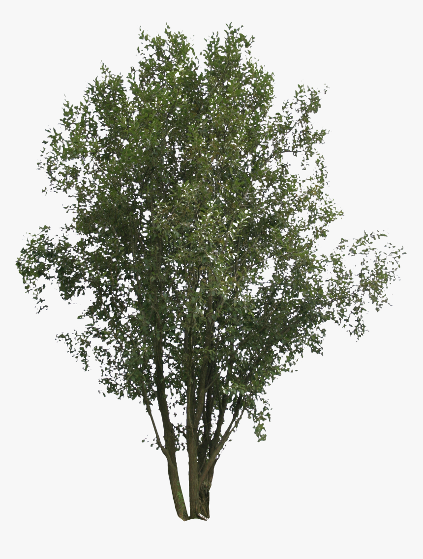 Leafy Png, Transparent Png