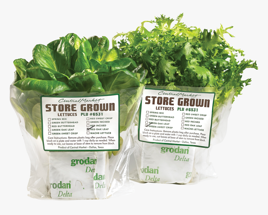 The Freshest Leafy Greens - Spinach, HD Png Download