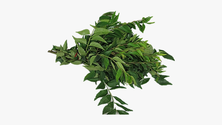 Transparent Curry Leaves Png, Png Download