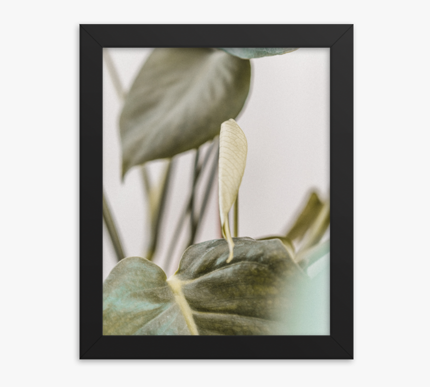 Picture Frame, HD Png Download