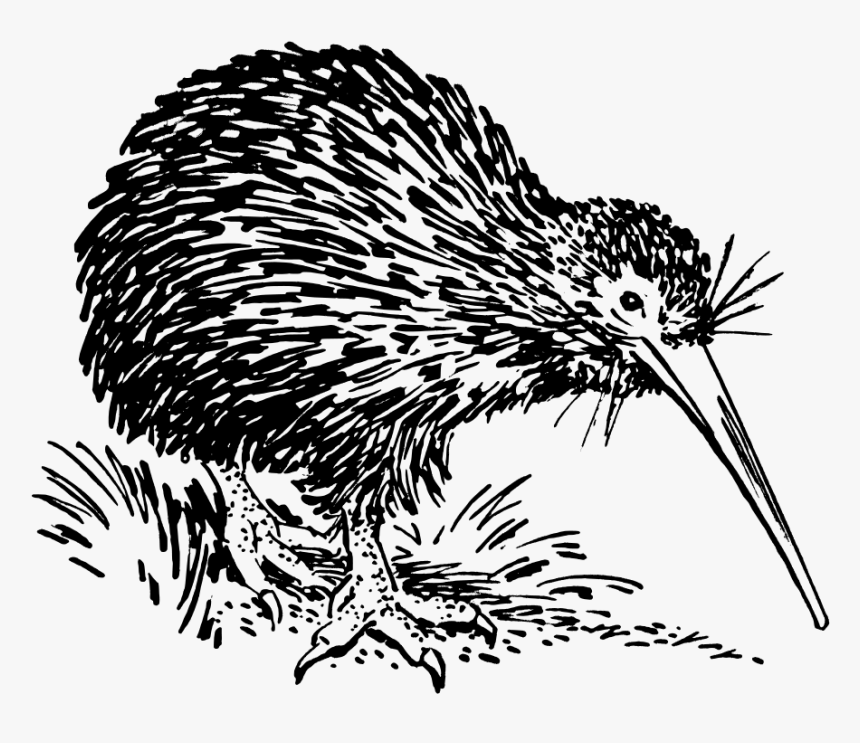 Kiwi Clipart - Black And White Kiwi Bird, HD Png Download